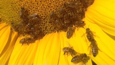 Trakya'da korkutan arı ölümleri