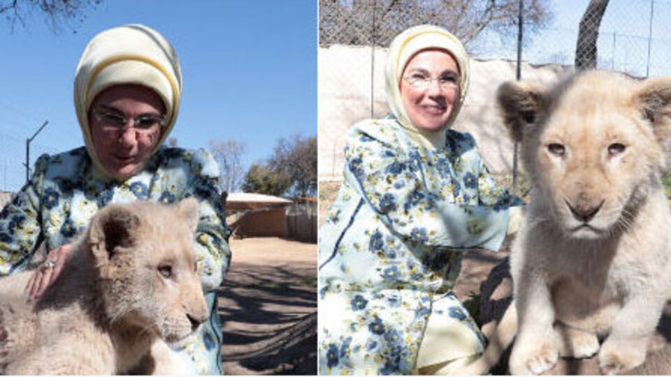 Emine Erdoğan yavru aslanları sevdi