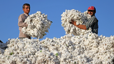 Adana'da pamuğa dönüş