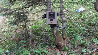 Antep fıstığı hırsızlarına fotokapanlı önlem