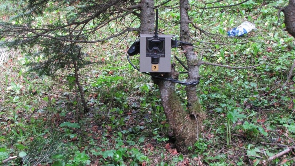 Antep fıstığı hırsızlarına fotokapanlı önlem