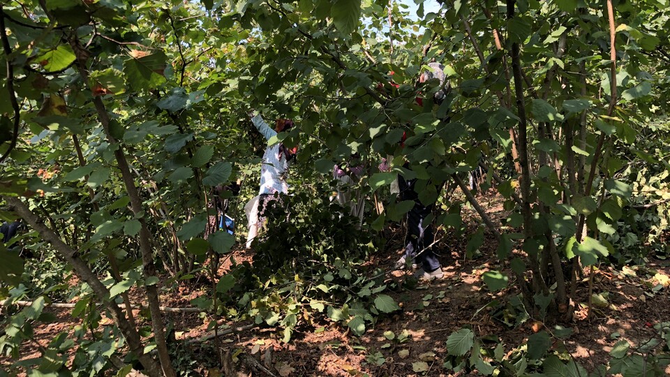 Hasat erken başladı