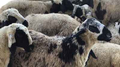 Kurban kesecek vatandaşlara uyarı