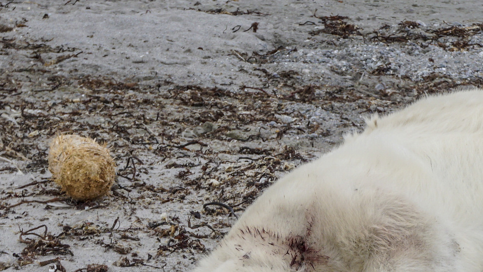 Şok! Kutup ayısı vurularak öldürüldü!