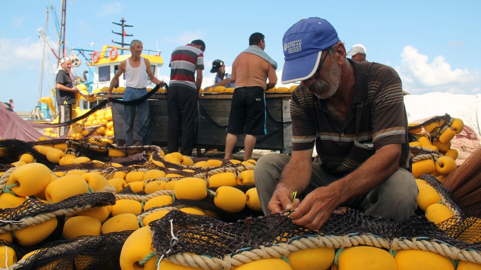 Balıkçılar yeni sezonda palamuttan umutlu