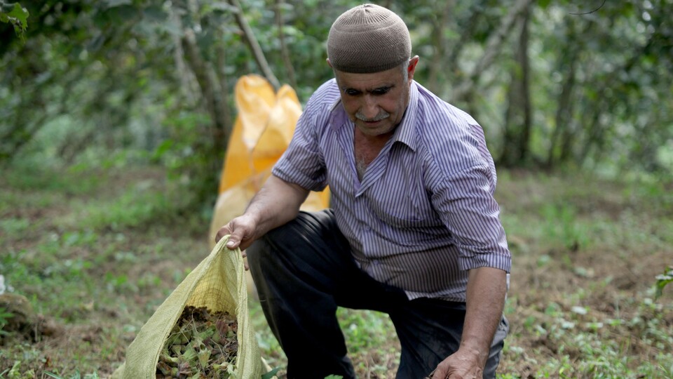 "Fındıkta 18-20 liranın altında fiyat üreticiyi mağdur eder"