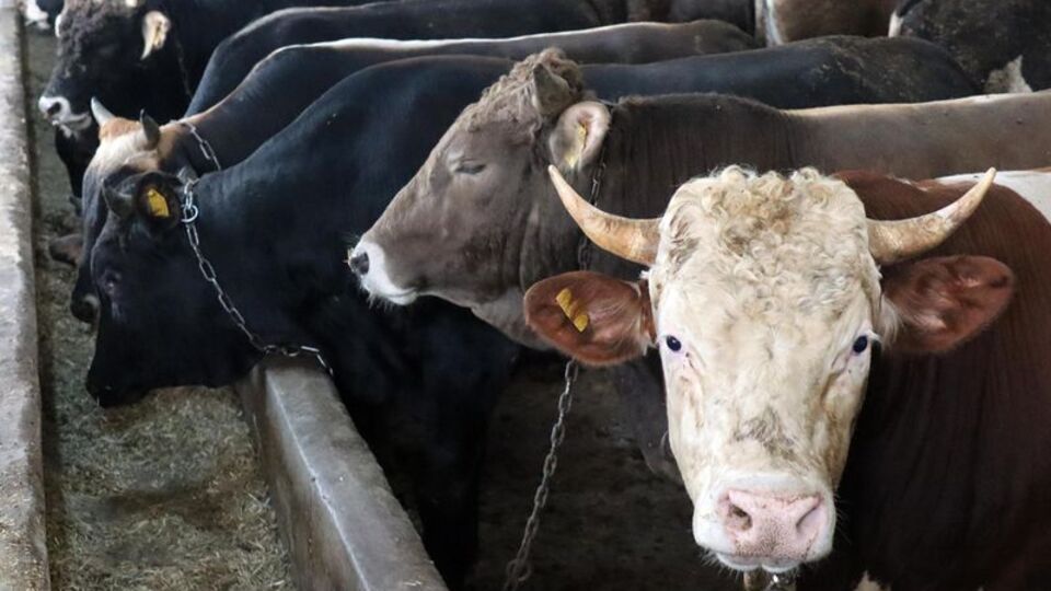 Kurban Bayramı tatili için resmi açıklama