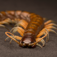 Hayrete düşüren olay! Çiğ çiğ yediler