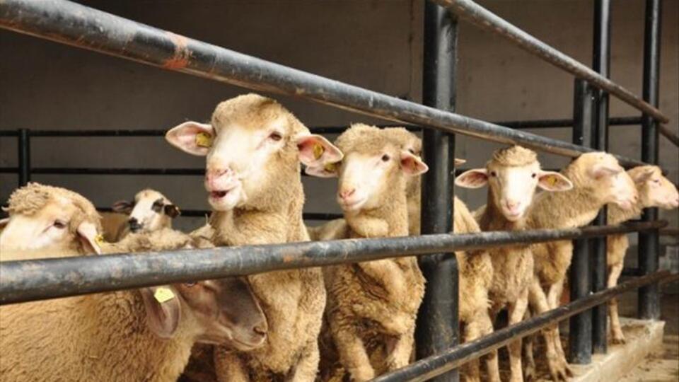 Kurban Bayramı'nda tatil müjdesi! Açıklandı