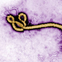 Yeni bir tür Ebola virüsüne rastlandı