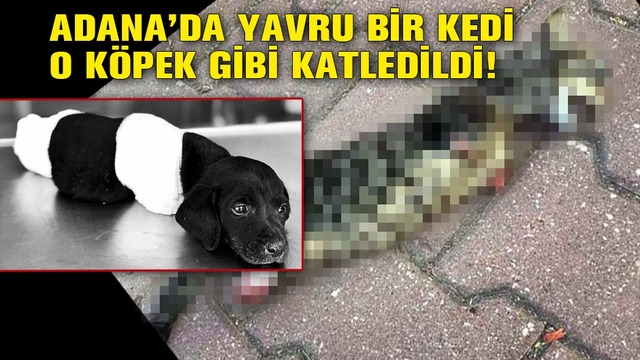 Adana'da yavru bir kedi, o köpek gibi katledildi