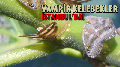 'Vampir kelebek'ler İstanbul'da! Uzmanlar uyarıyor