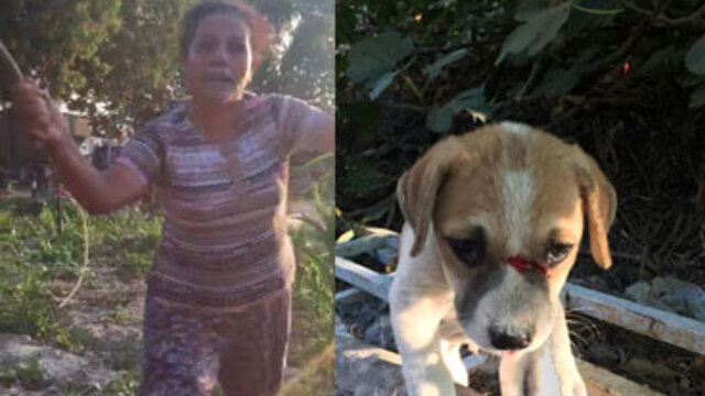 Şok! Köpeği odunla döverek bu hale getirdi!