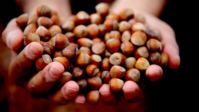 "Fındık için 14-15 lira yüksek bir rakam değil"