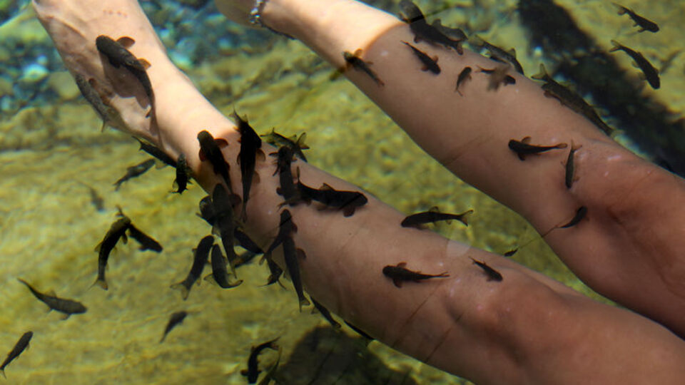 Balık deyip geçmeyin! 5 yılın en yoğun mesaisini yapıyorlar...