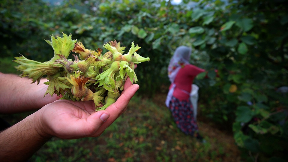 Bakan Pakdemirli'den fındık açıklaması