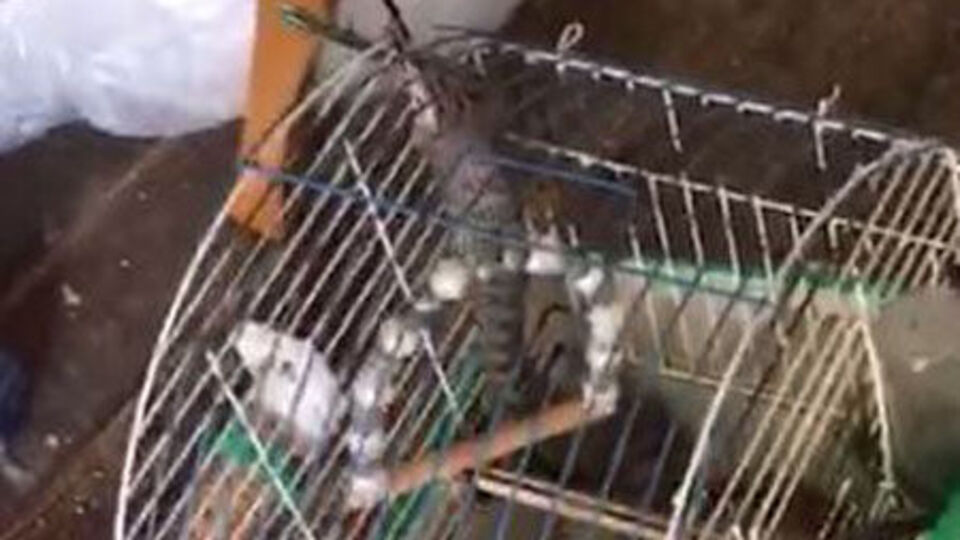 Eve giren yılan, kafesteki muhabbet kuşunu yedi