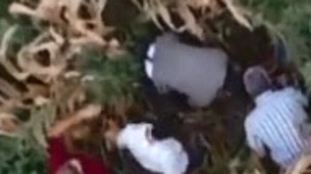 Cezaevi firarisi saklandığı mısır tarlasında drone ile yakalandı