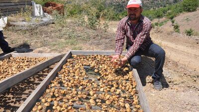 İnciri yağmur vurdu