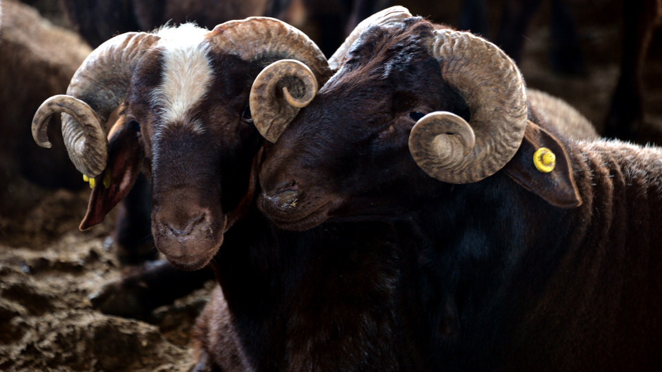 İşte en ucuz kurbanlıkların olduğu il