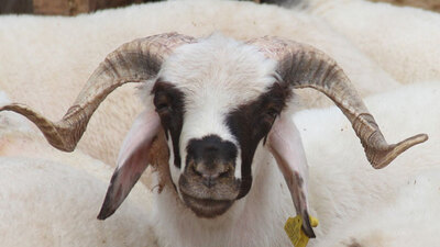 Kurban Bayramı tarihi!