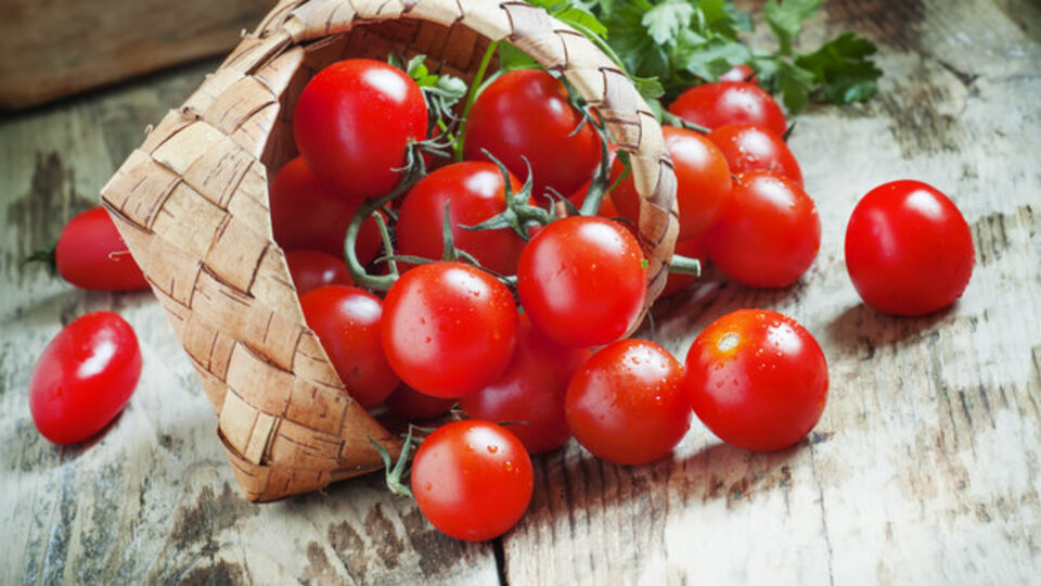 Stresle tatlanan domates geliştirdiler