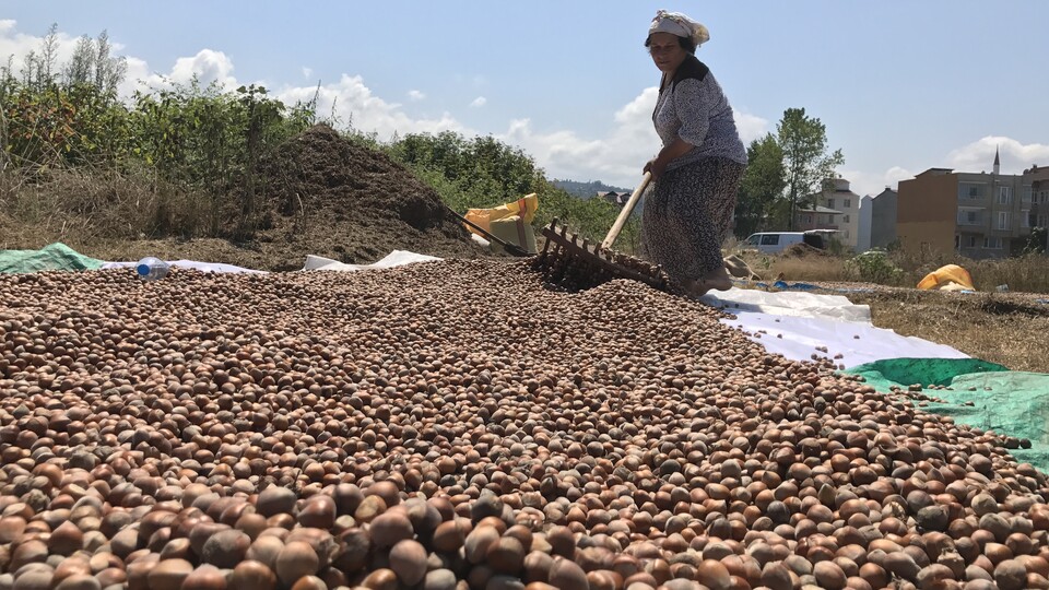 Ordu'da fındık borsası açılıyor