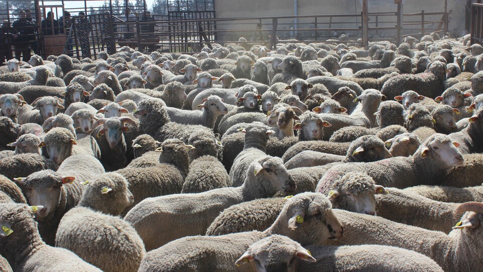 Küçükbaş kurbanlık fiyatları belli oldu