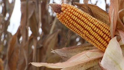 Adana'da mısır hasadı başladı