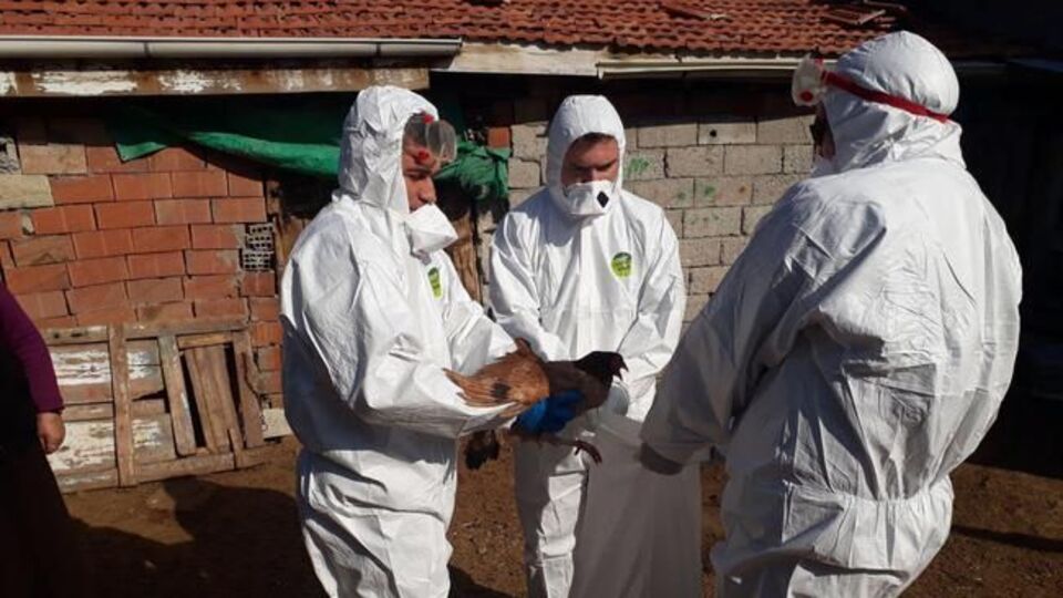 Kuş gribi alarmı! Binlerce tavuk itlaf edildi!