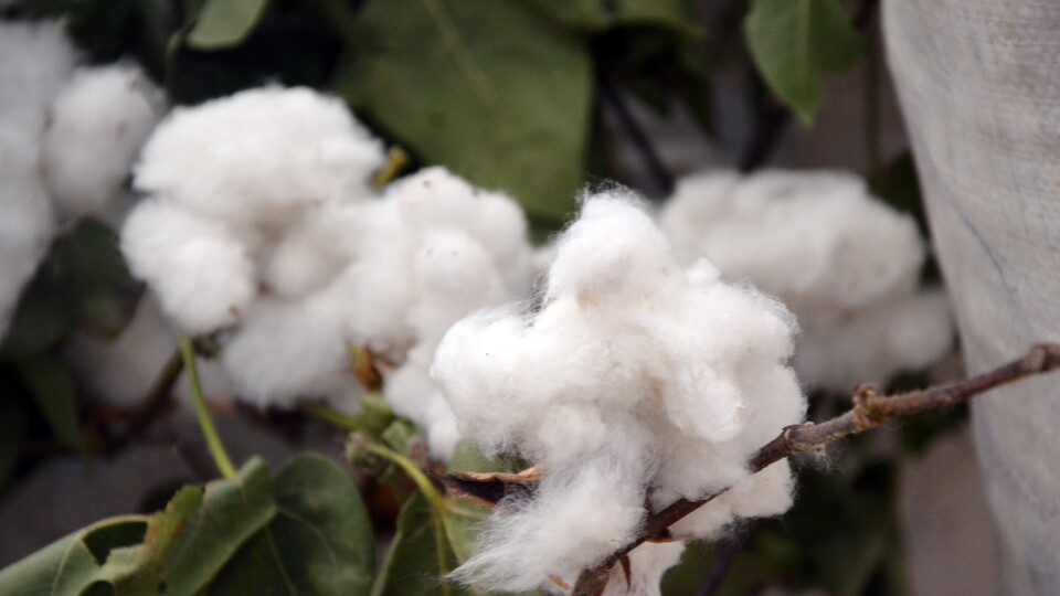 Bir kilogramı 60 liraya satıldı