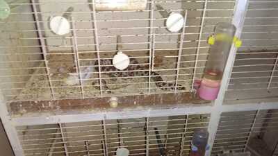 Kafeste kuş yerine yılan görünce...