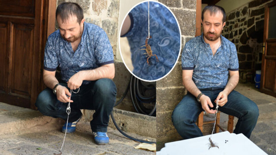 Zehirli akrebin kuyruğuna ip bağlayıp dolaştırıyor