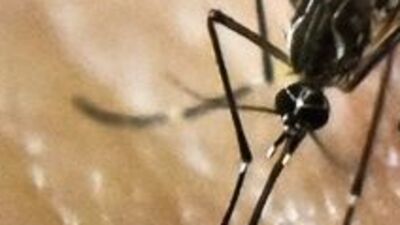 Sağlık Bakanlığından 'zika virüsü' açıklaması