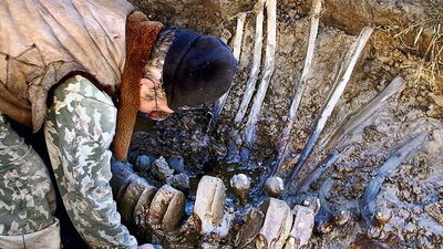 Yakutistan'da mamut fosili bulundu