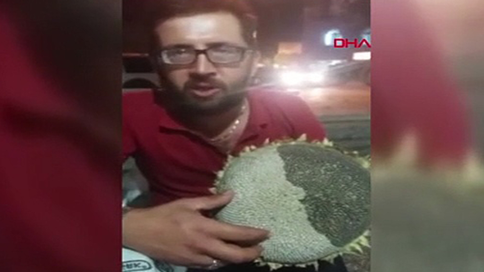 Görenleri şaşırtan ayçiçeği!