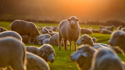 Kurban Bayramıyla ilgili tüm merak edilenler