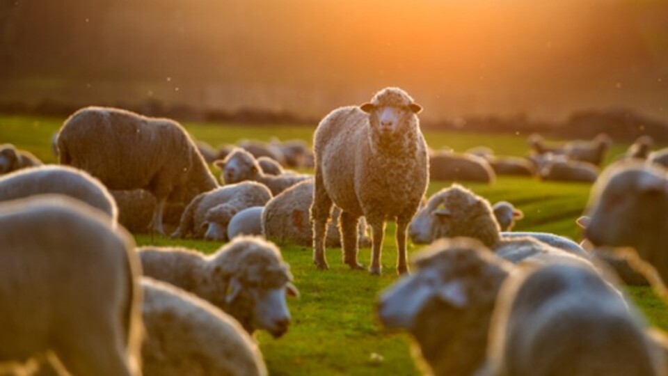 Kurban Bayramıyla ilgili tüm merak edilenler