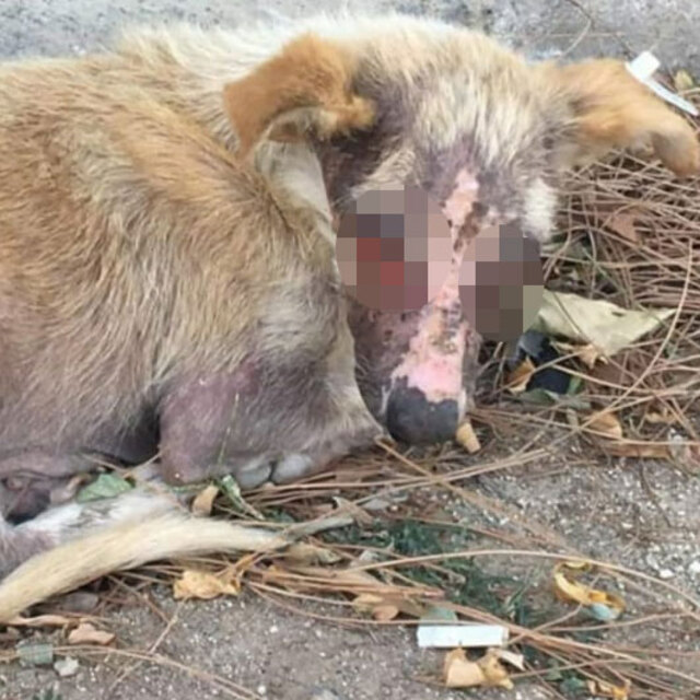 Bunu yapana 'vicdansız' demek hafif kalır!