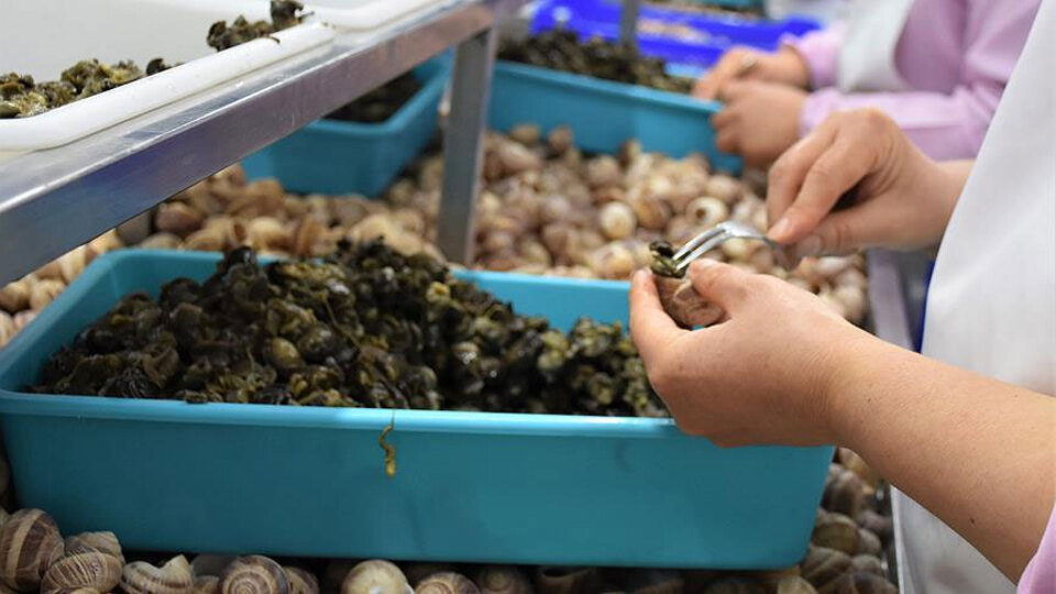 Üretimin tamamı Fransa'ya ihraç ediliyor