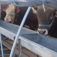 Büyükbaş kurbanlık fiyat aralığı açıklandı