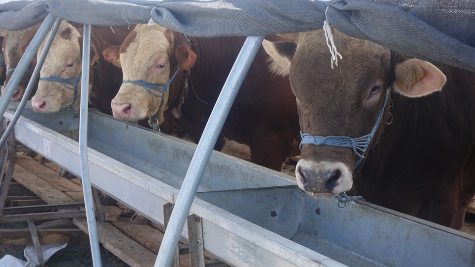 Büyükbaş kurbanlık fiyat aralığı açıklandı