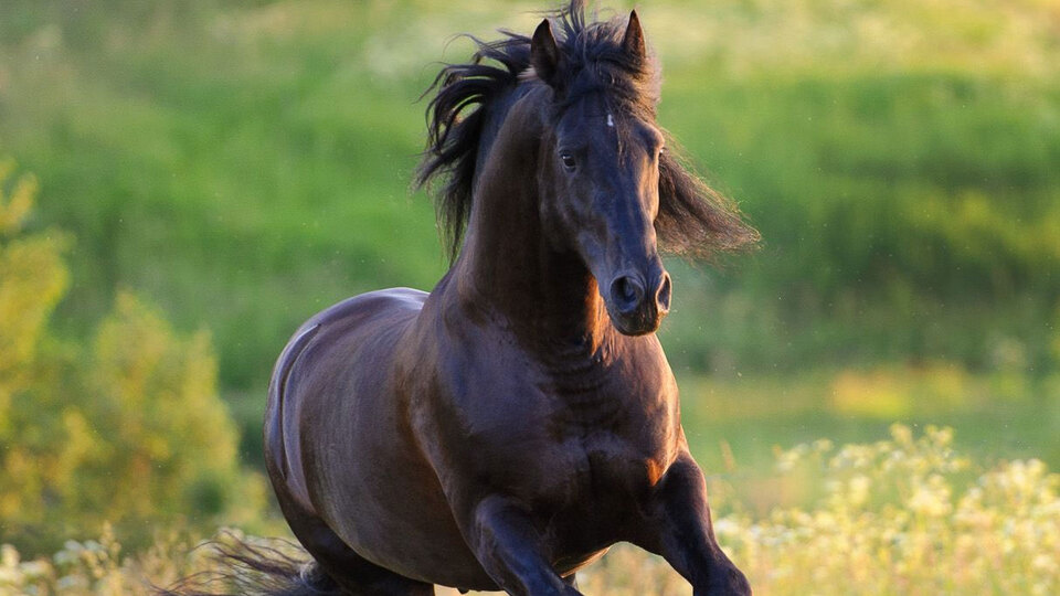 TİGEM'in koşu taylarına para aktı