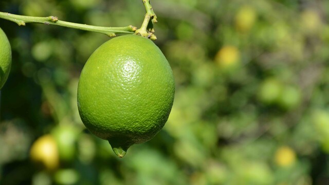 Fiyatı aldı başını gidiyor