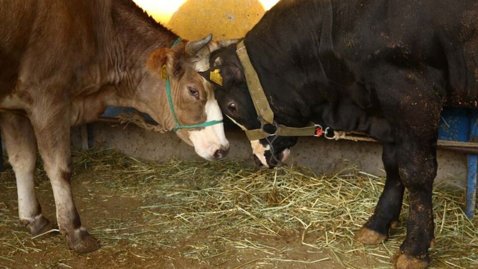 Kurban Bayramı tatili kaç gün?