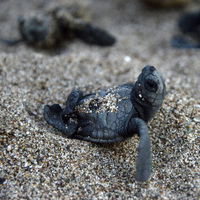 Caretta carettalar denizle buluştu