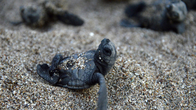 Caretta carettalar denizle buluştu