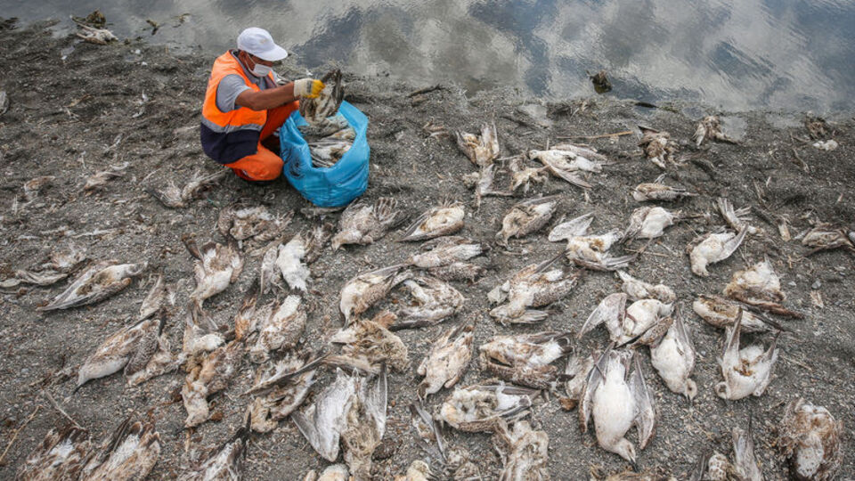 Van Gölü'nde korkutan manzara! Hepsi yere düştü...