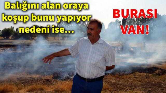 Burası Van! Balığını alan oraya koşup bunu yapıyor, nedeni ise...