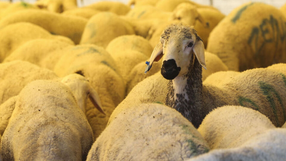 2018 Kurban Bayramı tatili ne zaman başlıyor?